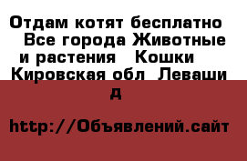 Отдам котят бесплатно  - Все города Животные и растения » Кошки   . Кировская обл.,Леваши д.